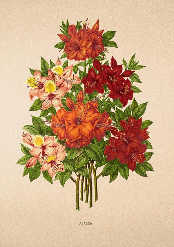 Azalea - Vintage Flower Print - Classic Posters