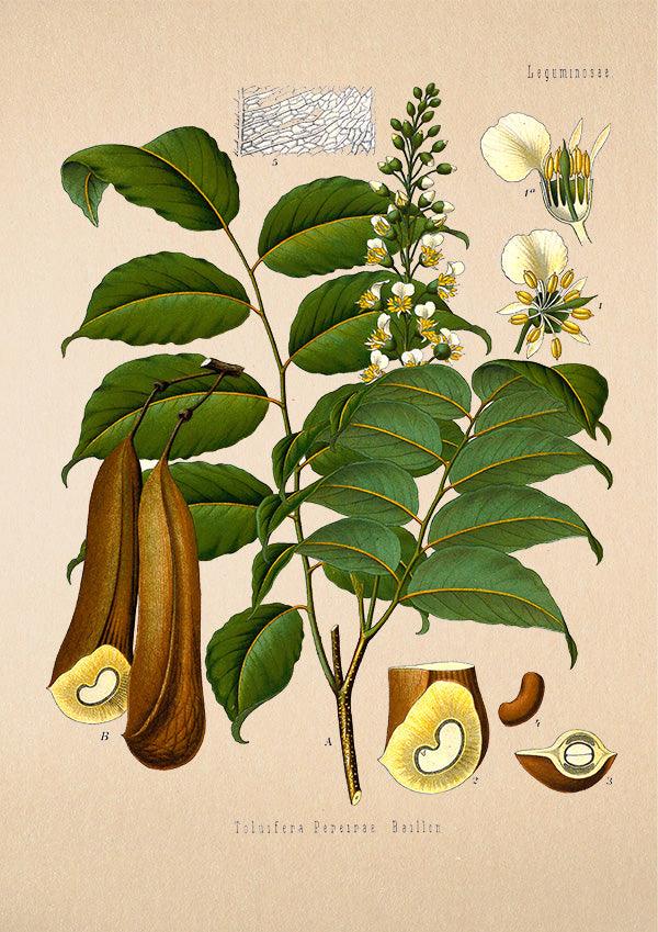 Balsam Of Peru - Antique Botanical Poster - Toluifera Pereirae - Classic Posters