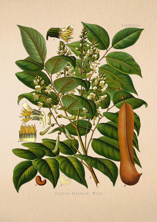 Balsam Of Tolu - Antique Botanical Poster - Tulipifera Balsamum - Classic Posters