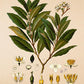 Bay Tree - Antique Botanical Poster - Laurus Nobilis - Classic Posters