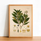Bay Tree - Antique Botanical Poster - Laurus Nobilis - Classic Posters