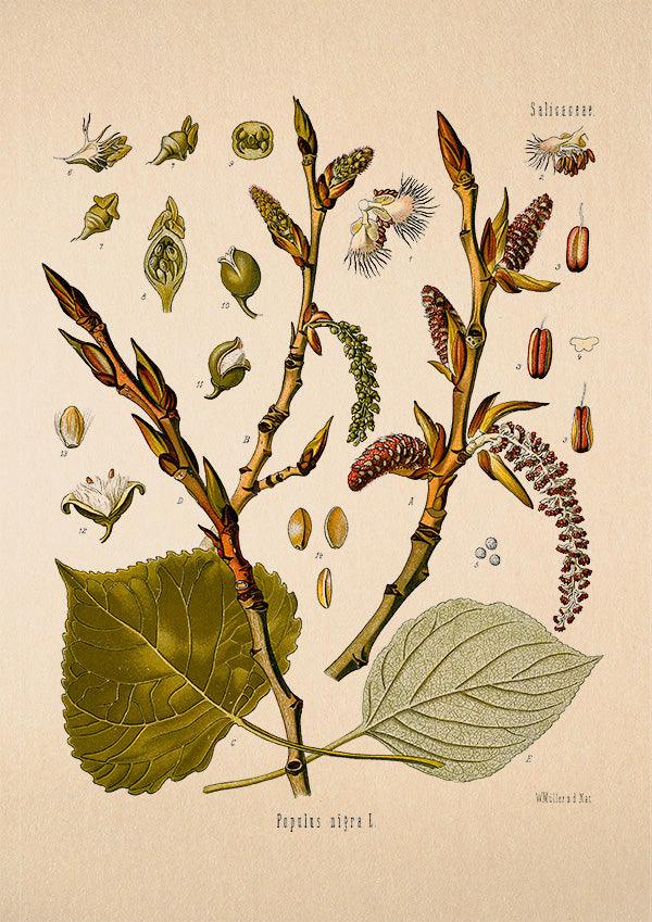 Black Poplar - Antique Botanical Poster - Populus Nigra - Classic Posters