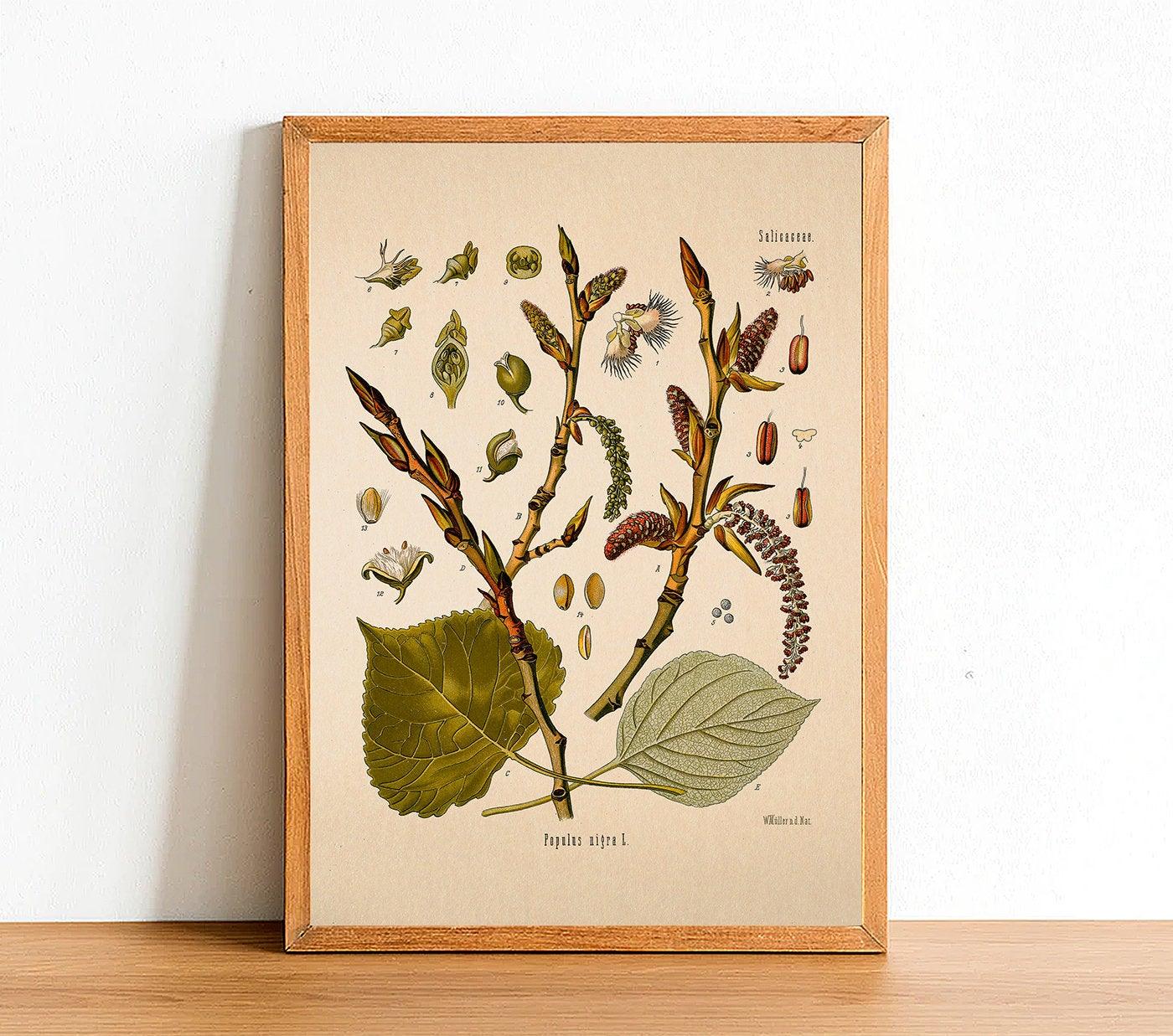 Black Poplar - Antique Botanical Poster - Populus Nigra - Classic Posters