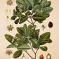 Boldo - Antique Botanical Poster - Peumus Boldus - Classic Posters