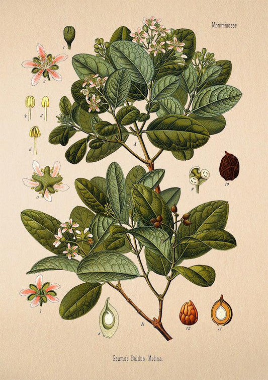 Boldo - Antique Botanical Poster - Peumus Boldus - Classic Posters