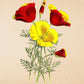 California Poppy - Vintage Flower Print - Eschscholzia Californica - Classic Posters