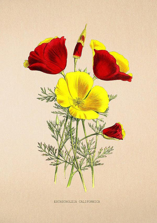 California Poppy - Vintage Flower Print - Eschscholzia Californica - Classic Posters