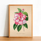 Camellia Japonica - Vintage Flower Print - Classic Posters
