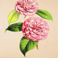 Camellia Madame de Strekaloff - Vintage Flower Print - Classic Posters