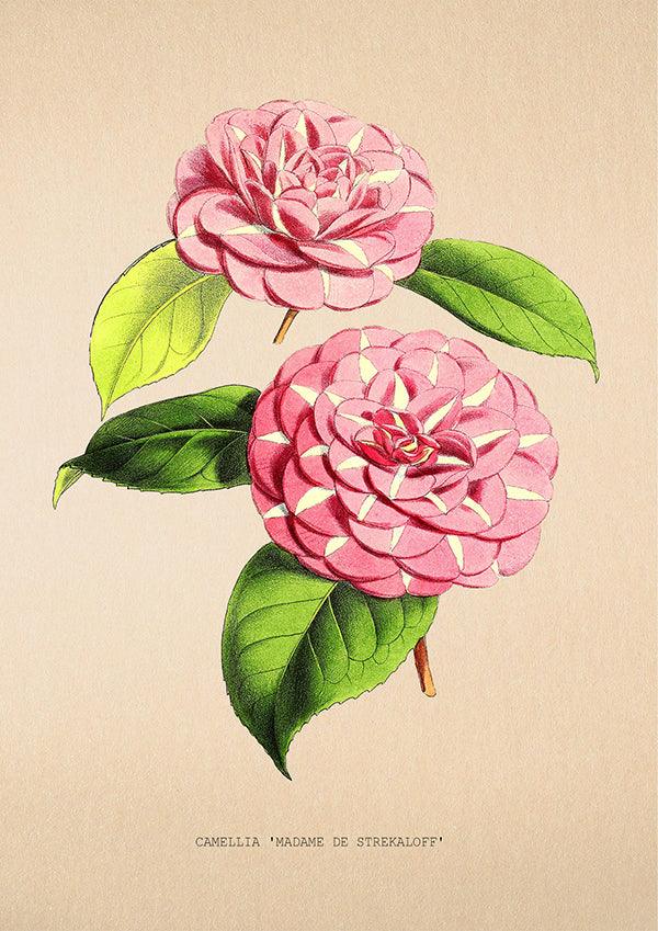 Camellia Madame de Strekaloff - Vintage Flower Print - Classic Posters