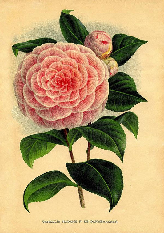 Camellia Madame - Vintage Flower Poster - Classic Posters