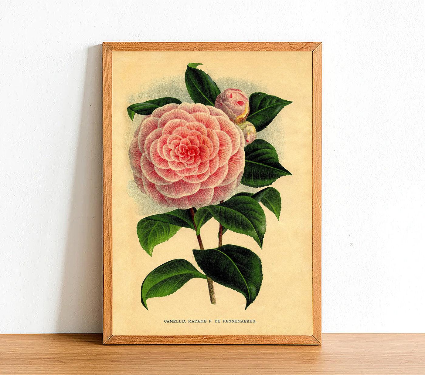 Camellia Madame - Vintage Flower Poster - Classic Posters