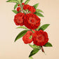 Camellia Pecher - Vintage Flower Poster - Classic Posters