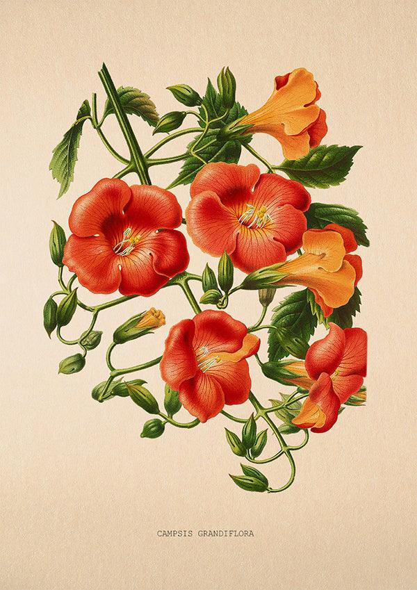 Campsis Grandiflora - Vintage Flower Poster - Classic Posters