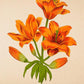 Canada Lily - Vintage Flower Poster - Lilium Canadense - Classic Posters