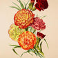 Carnation Picotee - Vintage Flower Poster - Classic Posters