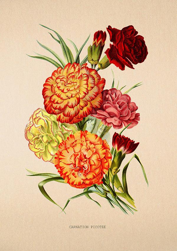 Carnation Picotee - Vintage Flower Poster - Classic Posters