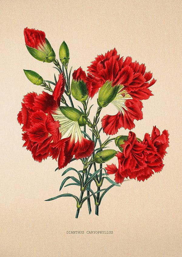 Carnation - Vintage Flower Poster - Dianthus - Classic Posters