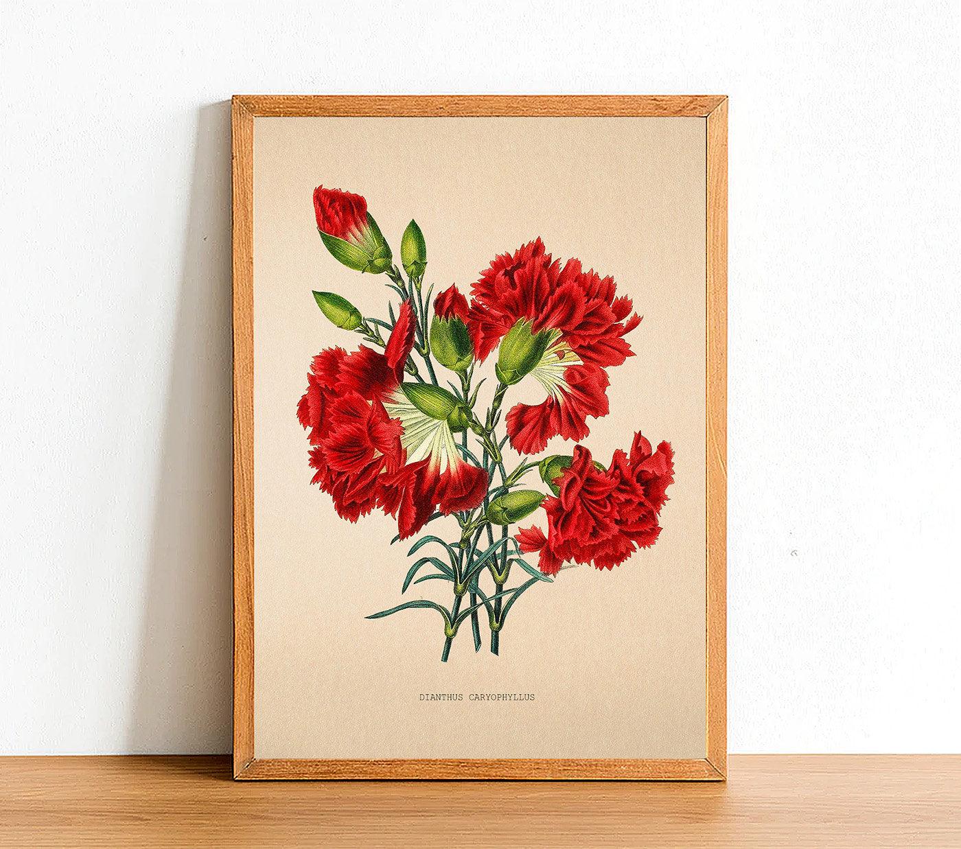 Carnation - Vintage Flower Poster - Dianthus - Classic Posters