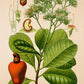 Cashew Print - Antique Botanical Poster - Anacardium Occidentale - Classic Posters