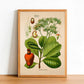 Cashew Print - Antique Botanical Poster - Anacardium Occidentale - Classic Posters