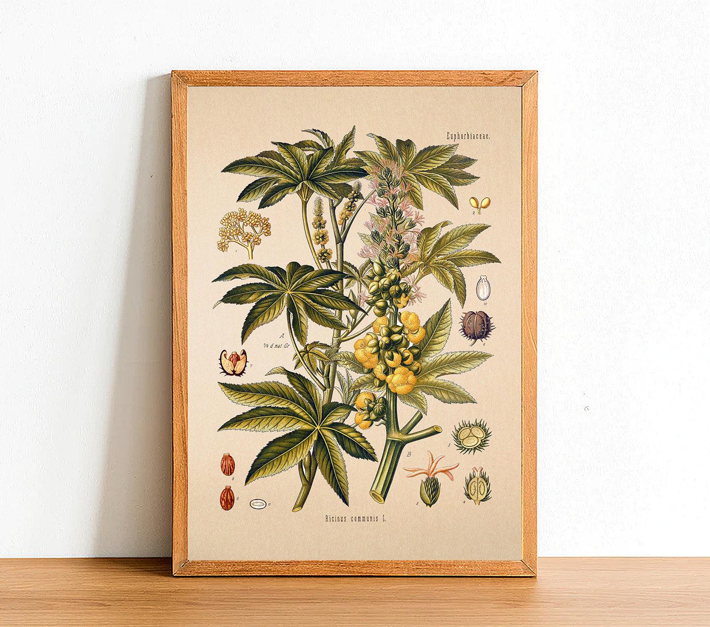Castor Oil Tree Print - Antique Botanical Poster - Ricinus Communis - Classic Posters