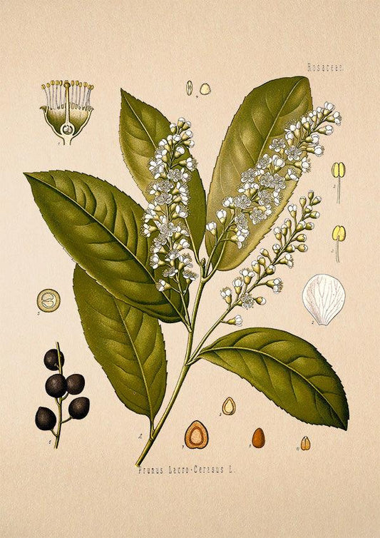 Cherry Laurel Print - Antique Botanical Poster - Prunus Lauro - Classic Posters