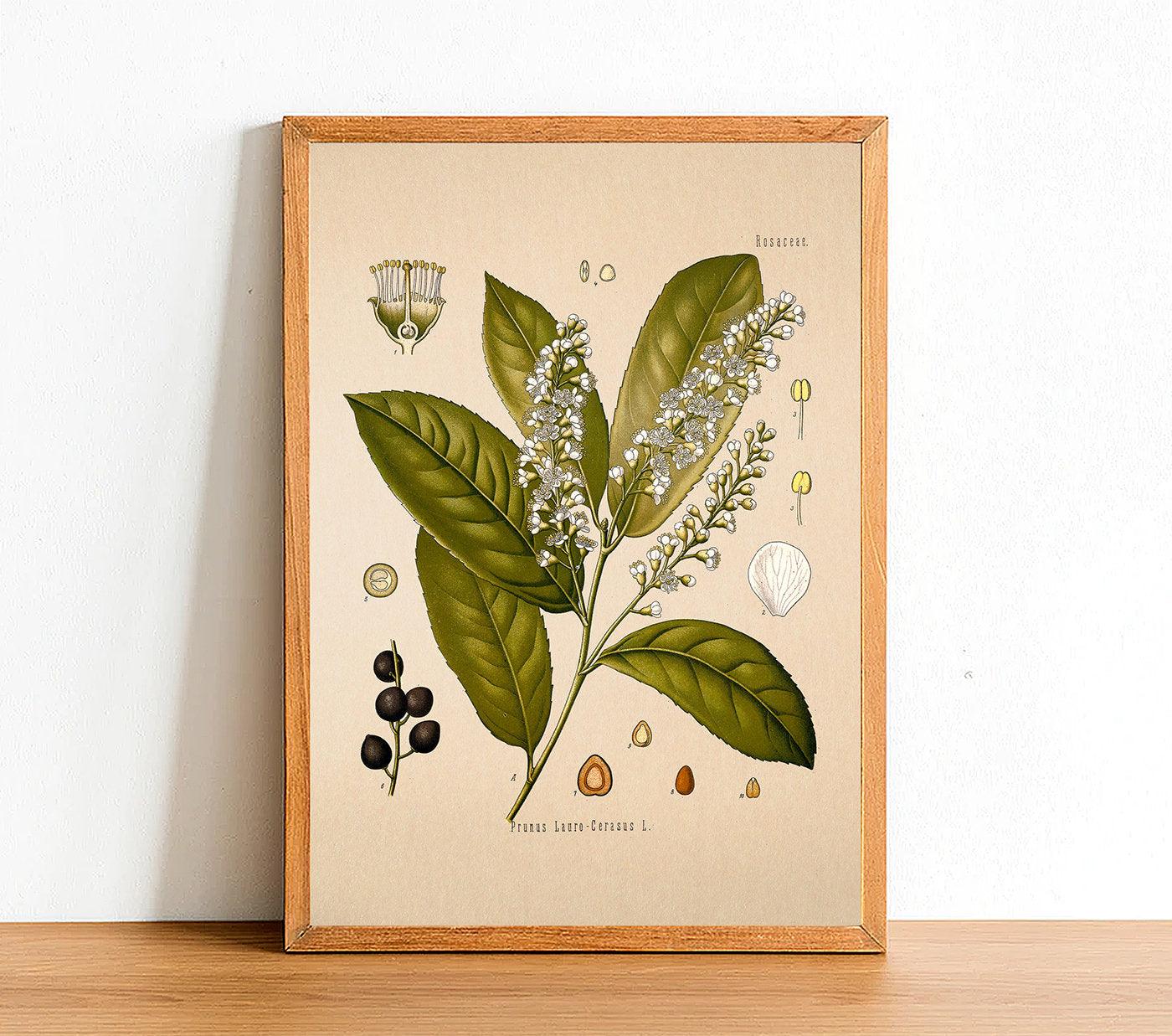 Cherry Laurel Print - Antique Botanical Poster - Prunus Lauro - Classic Posters