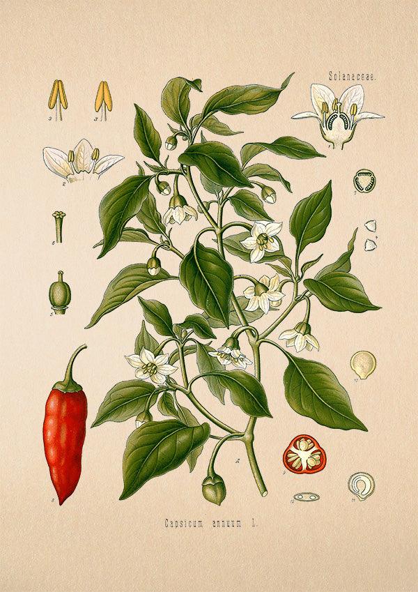 Chili Pepper Print - Antique Botanical Poster - Capsicum Annuum - Classic Posters