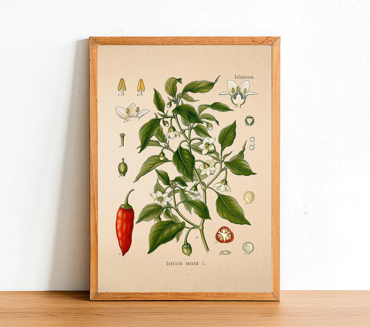 Chili Pepper Print - Antique Botanical Poster - Capsicum Annuum - Classic Posters
