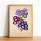 Cineraria - Vintage Flower Poster - Classic Posters