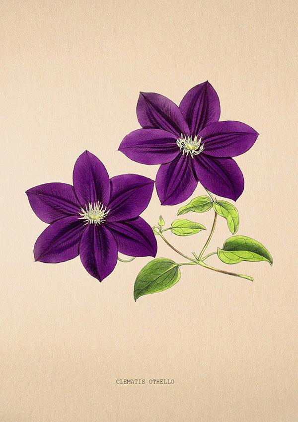 Clematis Othello - Vintage Flower Poster - Classic Posters