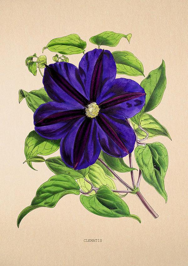 Clematis - Vintage Flower Poster - Classic Posters