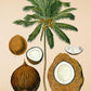 Coconut - Antique Botanical Poster - Cocos Nucifera - Classic Posters