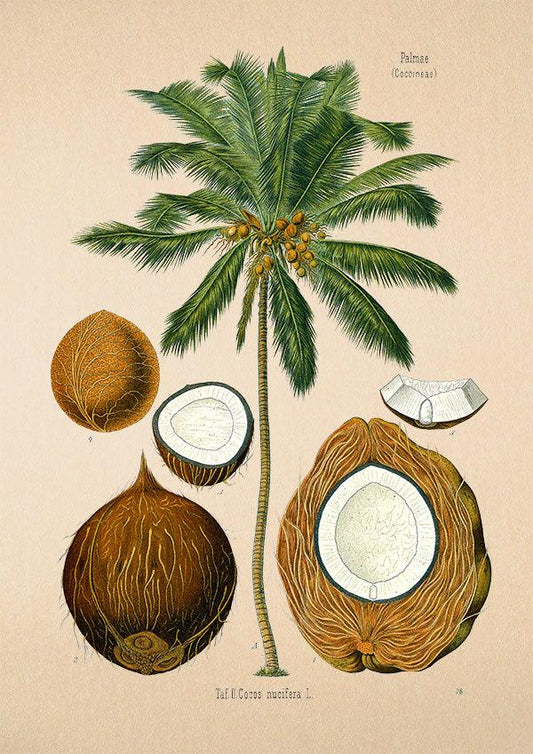 Coconut - Antique Botanical Poster - Cocos Nucifera - Classic Posters