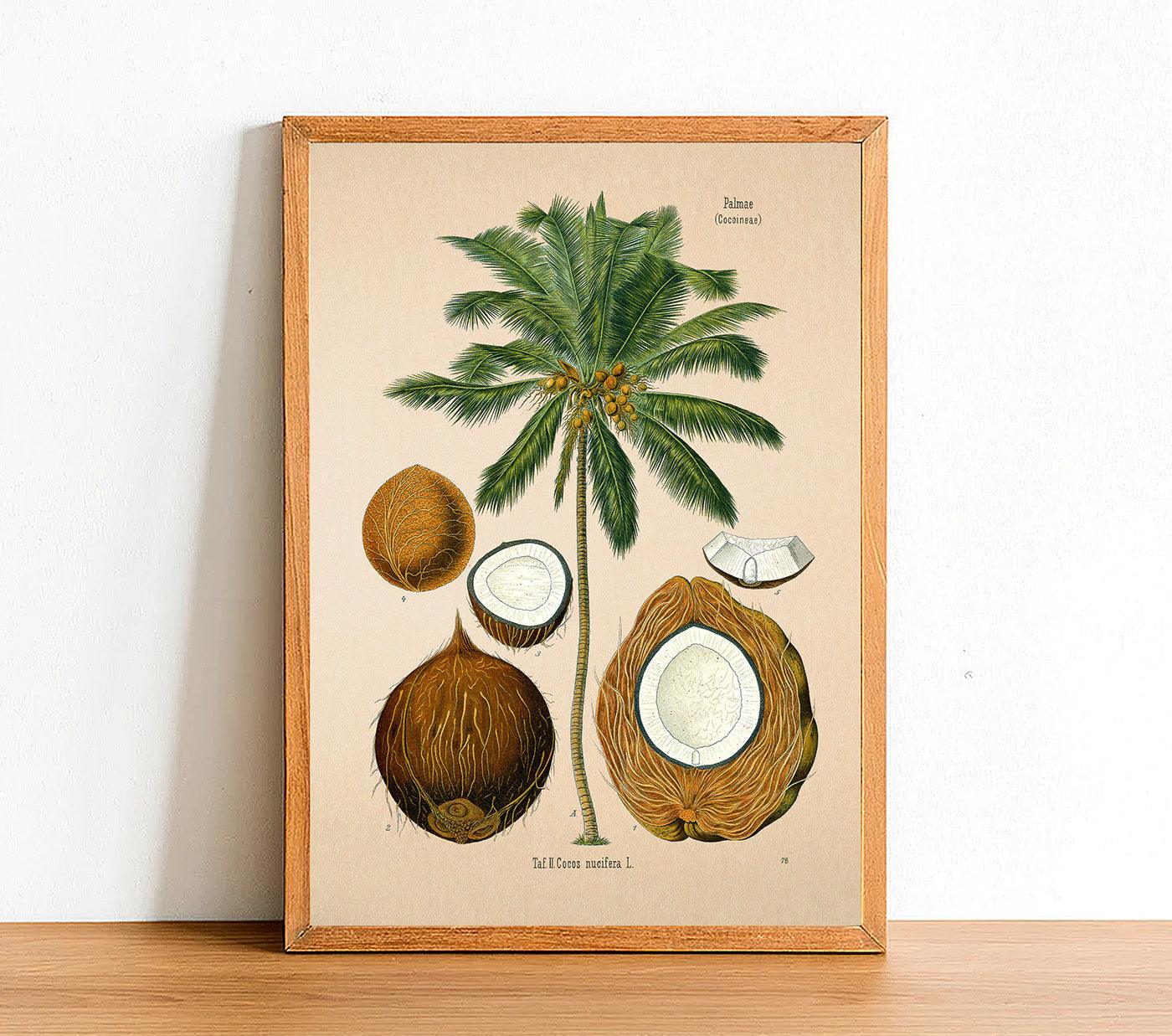 Coconut - Antique Botanical Poster - Cocos Nucifera - Classic Posters