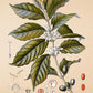 Coffee Arabica - Antique Botanical Poster - Classic Posters