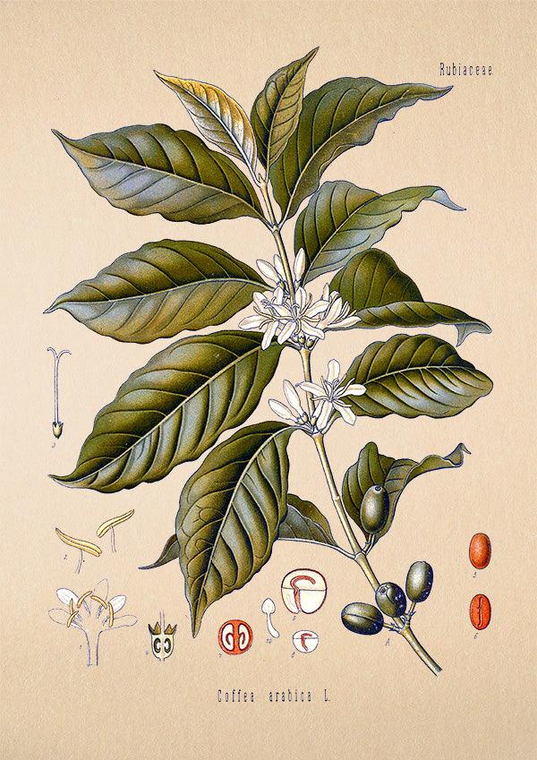 Coffee Arabica - Antique Botanical Poster - Classic Posters