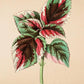 Coleus Saisonii - Vintage Flower Poster - Classic Posters