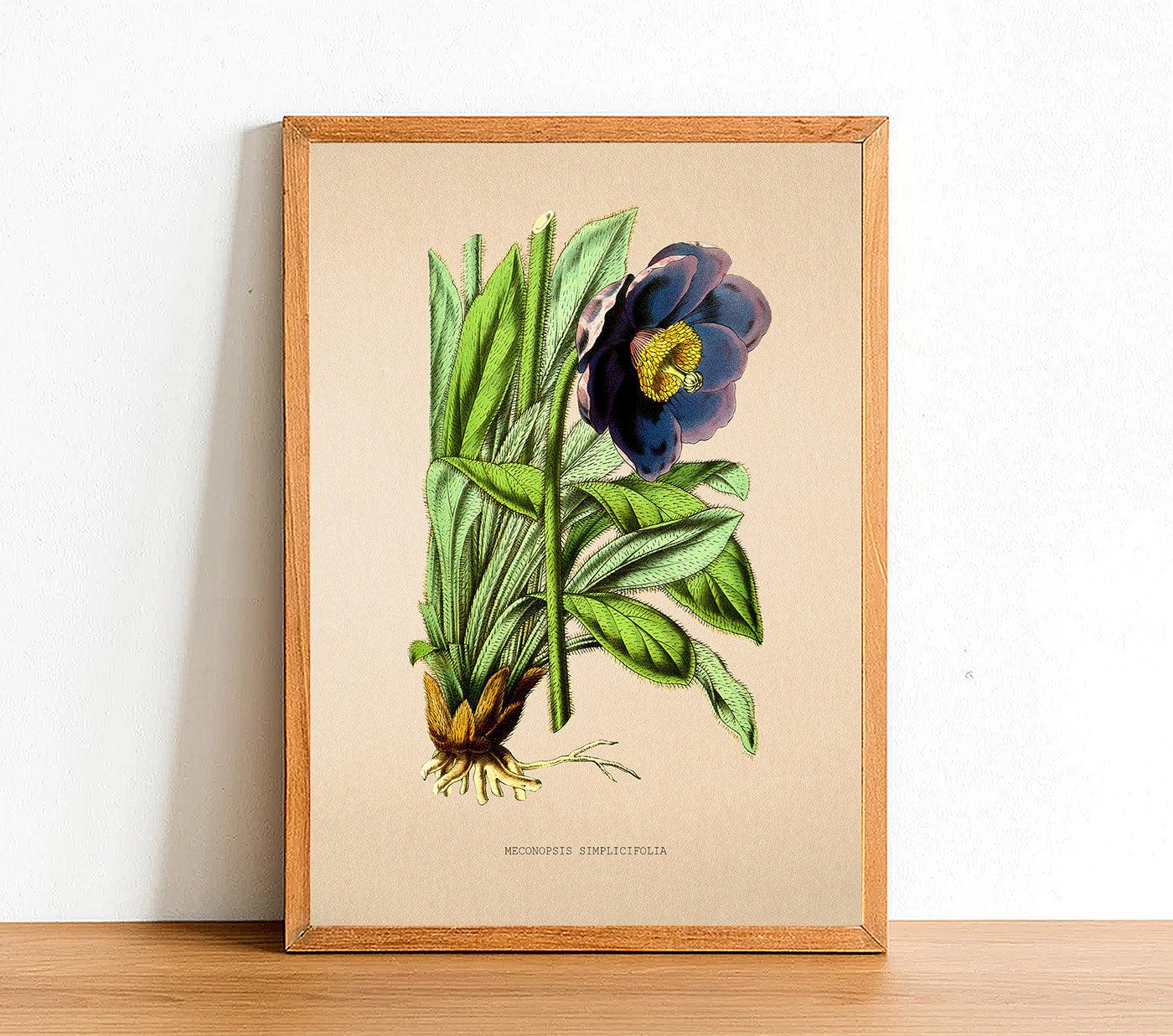 Common Blue Poppy - Vintage Flower Poster - Meconopsis Simplicifolia - Classic Posters