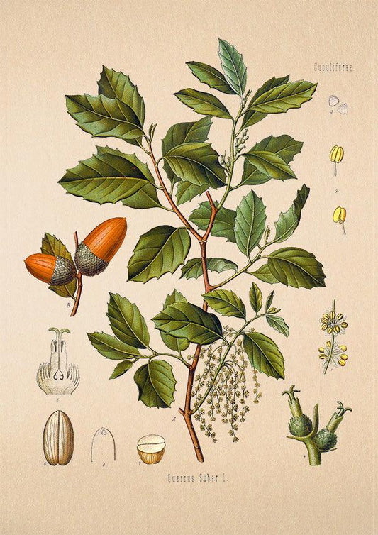 Cork Oak - Antique Botanical Poster - Quercus Suber - Classic Posters
