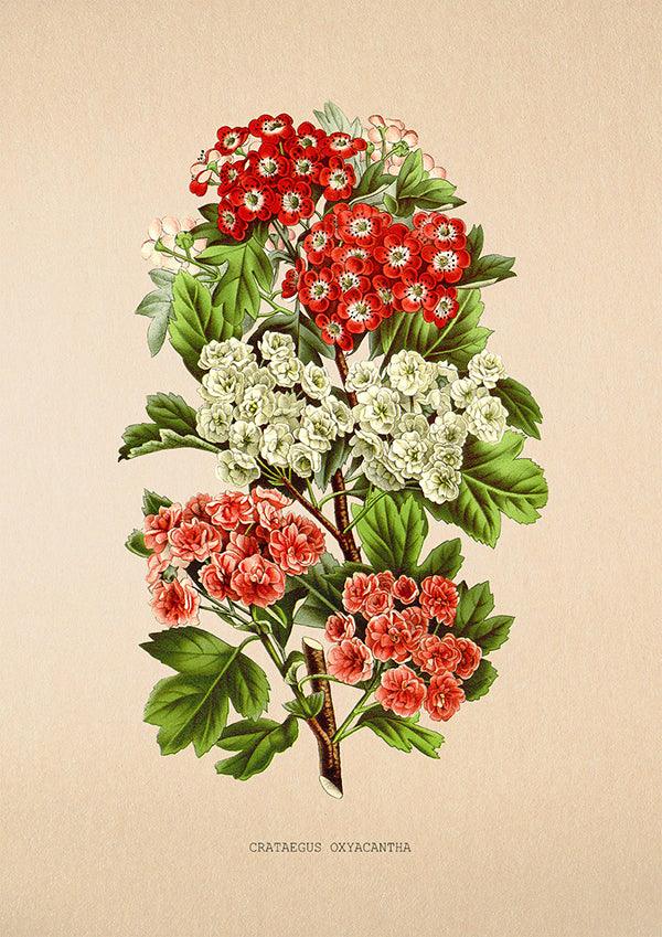 Crataegus Oxyacantha - Vintage Flower Poster - Classic Posters