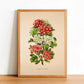 Crataegus Oxyacantha - Vintage Flower Poster - Classic Posters