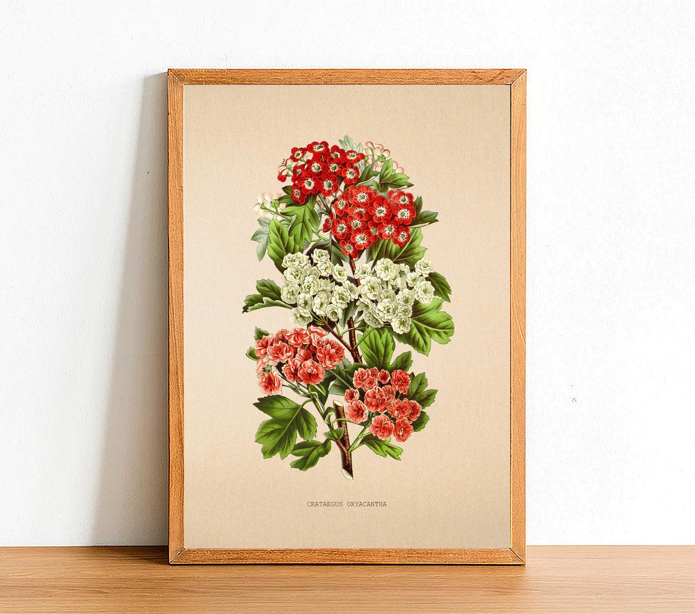 Crataegus Oxyacantha - Vintage Flower Poster - Classic Posters