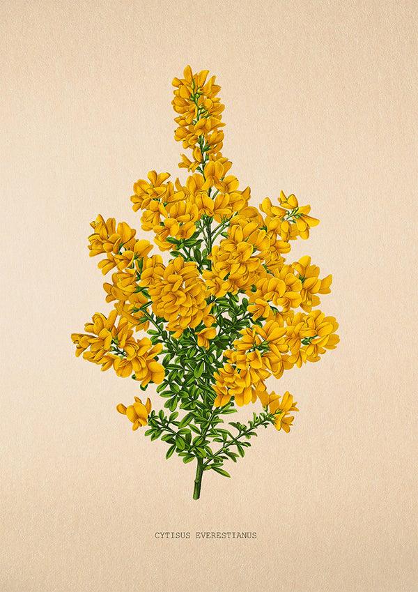Cytisus Everestianus - Vintage Flower Poster - Classic Posters