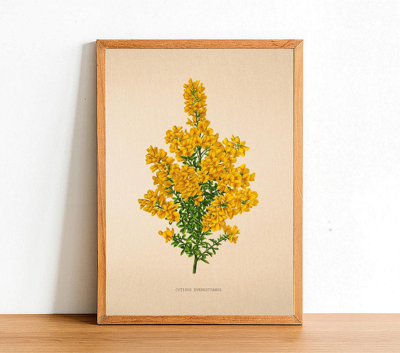 Cytisus Everestianus - Vintage Flower Poster - Classic Posters