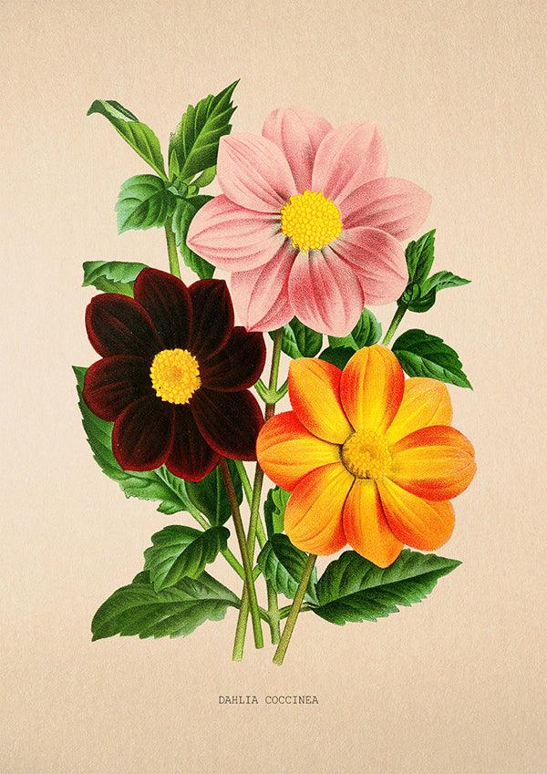 Dahlia Coccinea - Vintage Flower Poster - Classic Posters