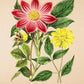 Dahlia Pinnata - Vintage Flower Poster - Classic Posters