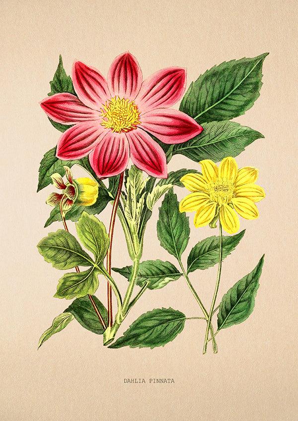 Dahlia Pinnata - Vintage Flower Poster - Classic Posters
