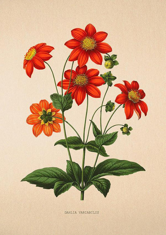 Dahlia Variabilis - Vintage Flower Poster - Classic Posters